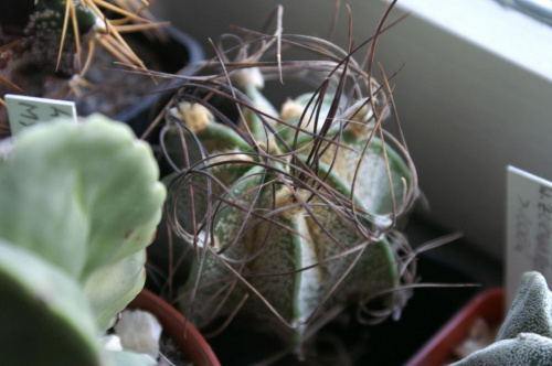 Astrophytum capricorne