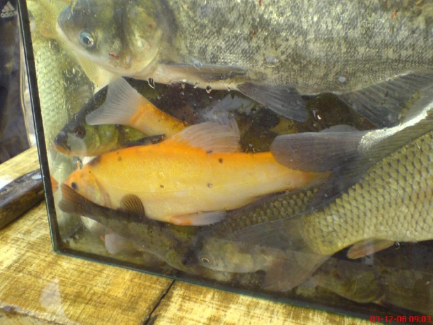 żółty lin #ryby #OczkoWodne #lin