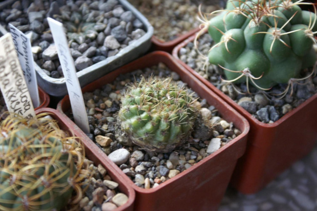 Notocactus ottonis