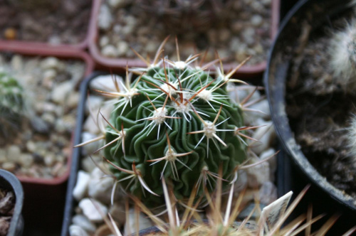 Stenocactus