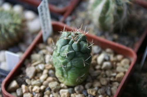 Matucana oreodoxa