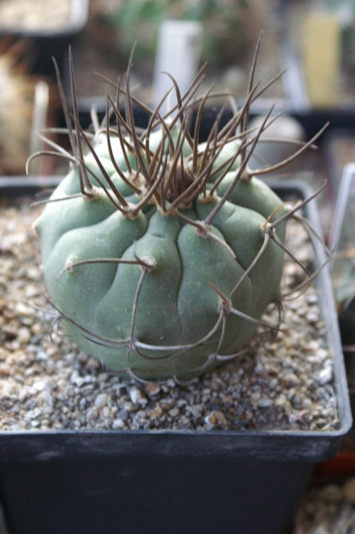 Matucana madisonorum