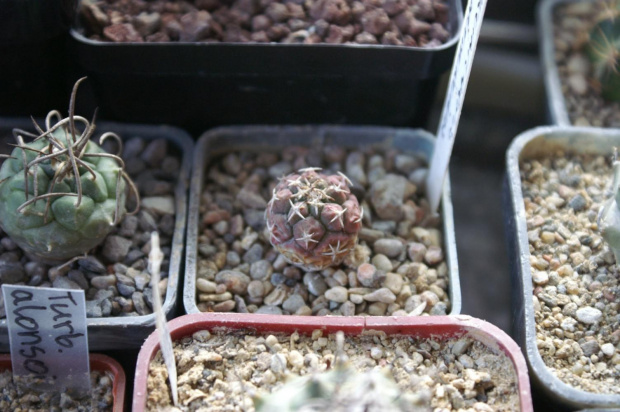 Turbinicarpus lophophoroides