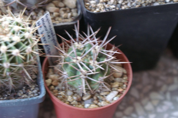 Gymnocalycium monvilei