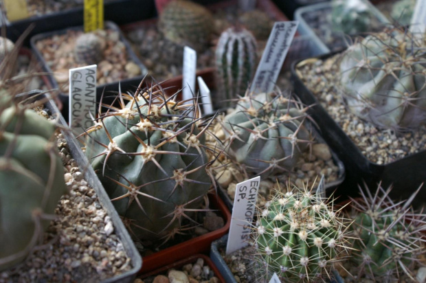 Acanthocalycium glaucum