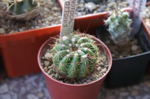 Notocactus ottonis