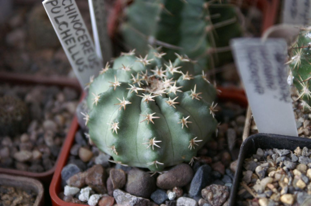 Echinocereus pulchellus