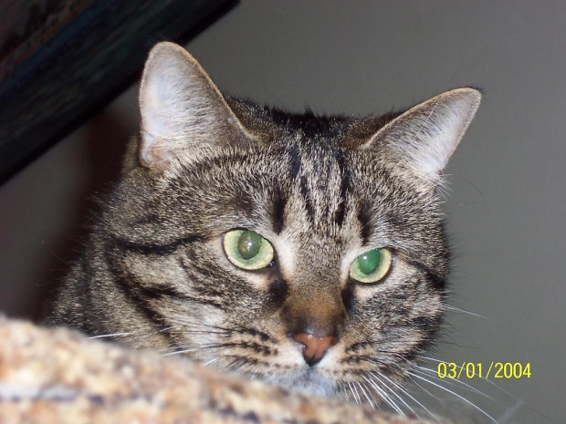zdjęcie wykonane w 2006, przypadkowo musiałem przestawić datę ;-) #kot #stefan #leniwiec #zwierze #mk2 #kotek #panterka #wyczesaniec
