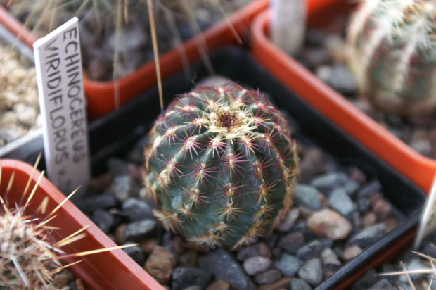 Echinocereus viridiflorus