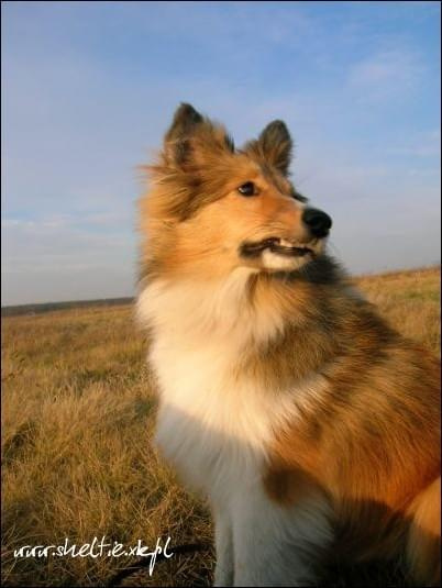 #sheltie #OwczarekSzetlandzki