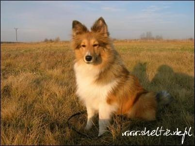 #sheltie #OwczarekSzetlandzki