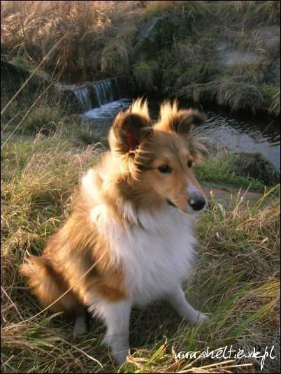 #sheltie #OwczarekSzetlandzki