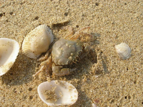 na plaży często leżały sobie.... kraby ;] nawet były sympatyczne :)
