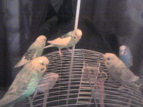 Moje papużki