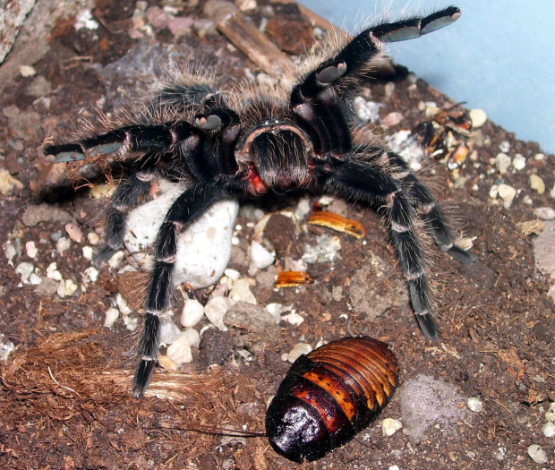 L. parahybana