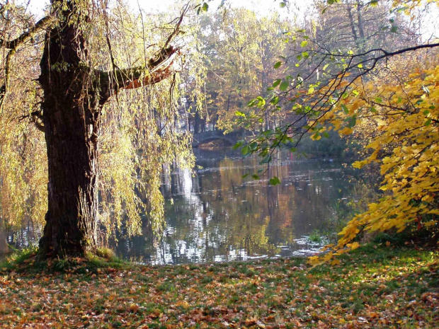 Stawy w Parku Zdrojowym