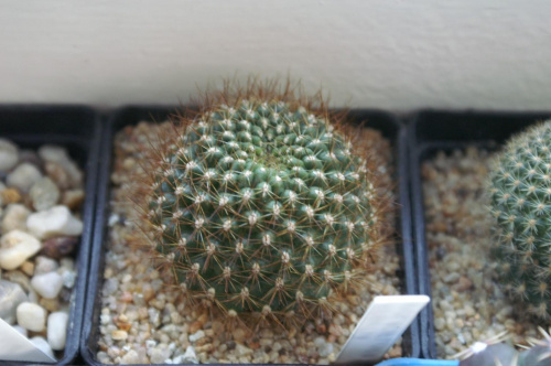 Rebutia violaciflora