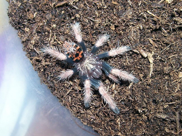 Chromatopelma cyaneopubescens