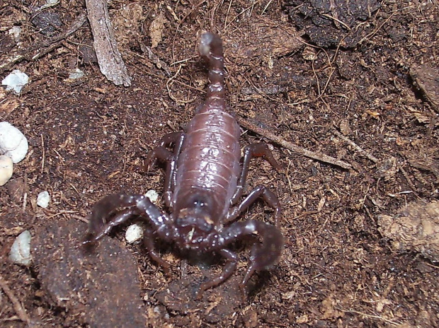 Heterometrus sp. java