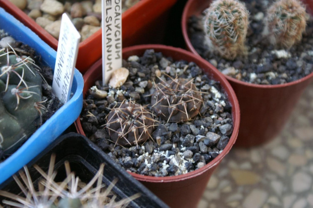 Gymnocalycium kozelskianum