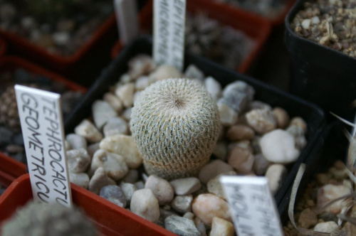 Epithelantha micromeris