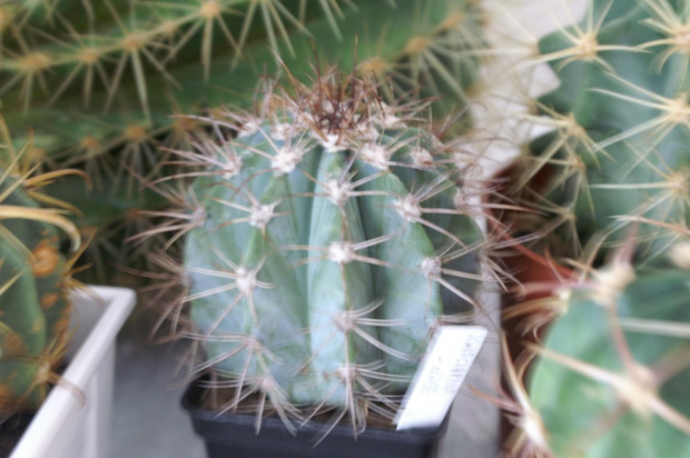 Melocactus azureus