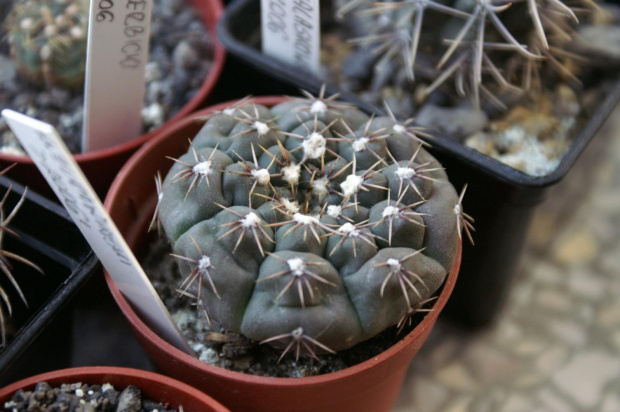 Gymnocalycium quehlianum