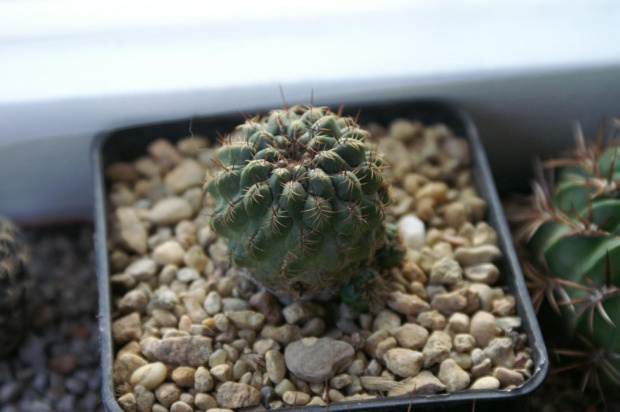 Sulcorebutia sp.