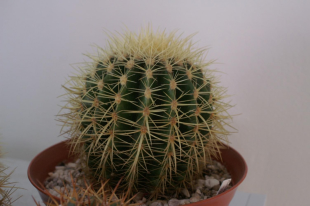 Echinocactus grusonii