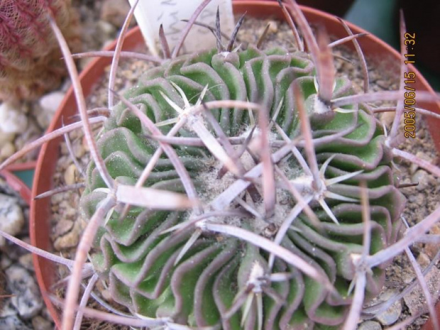 Stenocactus (Echinofossulocactus) penthacanthus