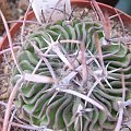 Stenocactus (Echinofossulocactus) penthacanthus