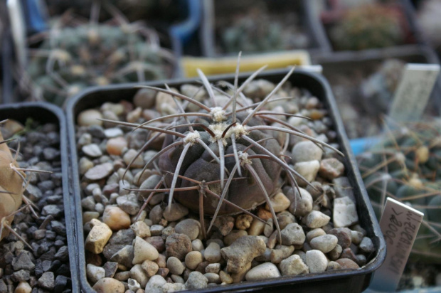 Gymnocalycium Sp.