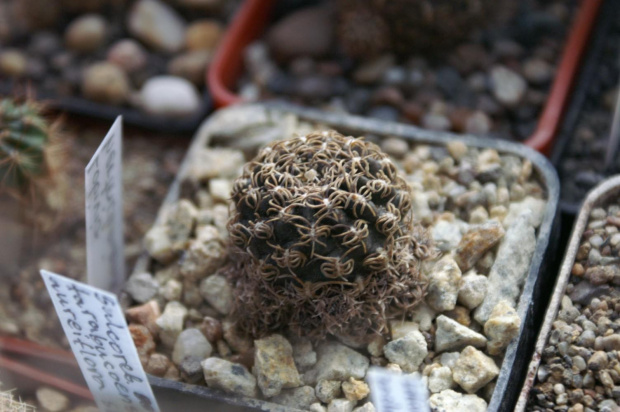 Lobivia arachnacantha