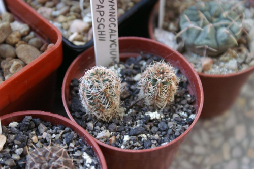 Gymnocalycium papschii