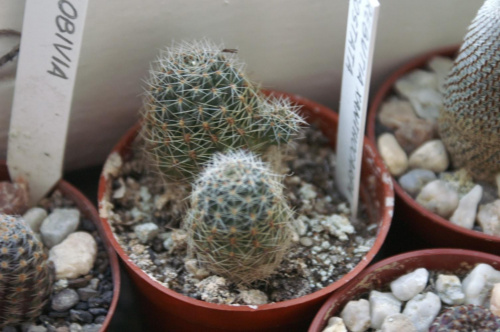 Rebutia xanthocarpa v.costata