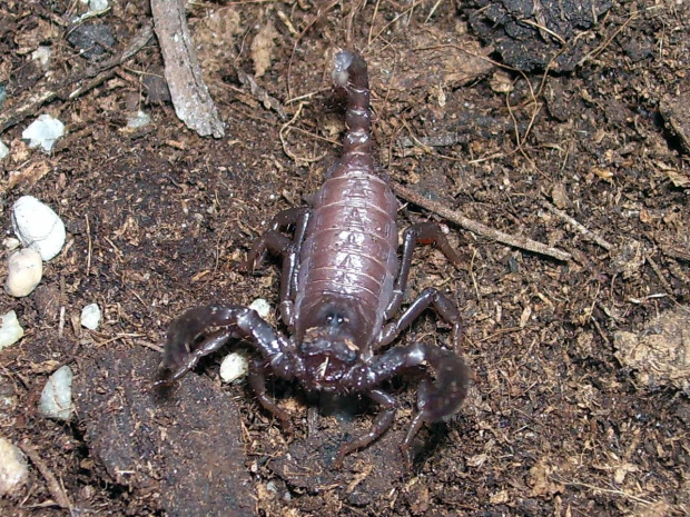 Heterometrus sp. java