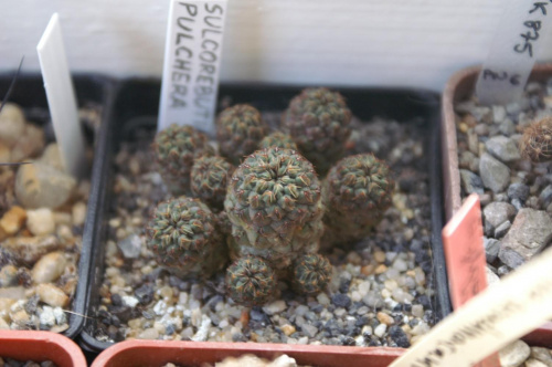 Sulcorebutia pulchera