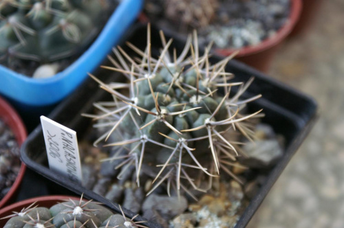 Gymnocalycium guerardii