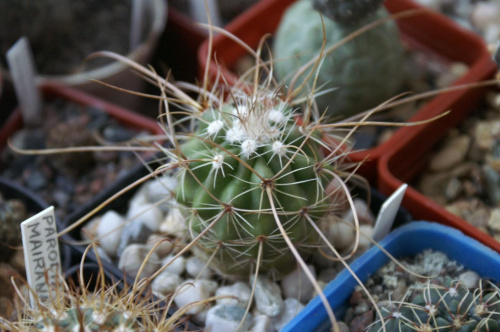 Parodia maxima