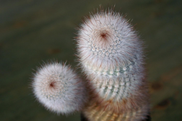 Notocactus scopa