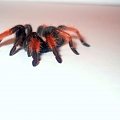 Brachypelma emilia 8 wyl.