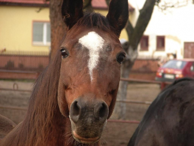 Śliczna mordka