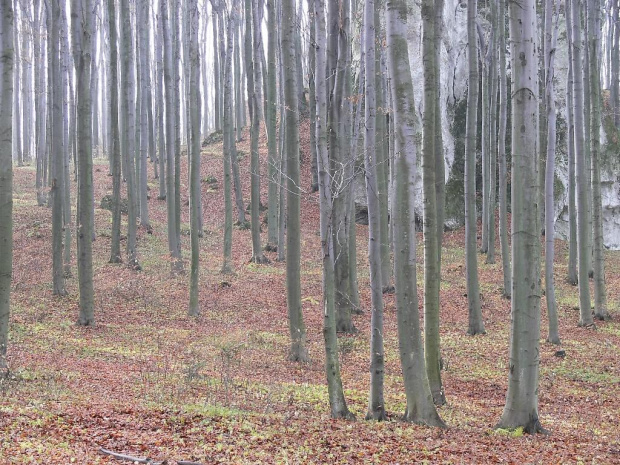 Rezerwat Ruskie Góry - Jura.