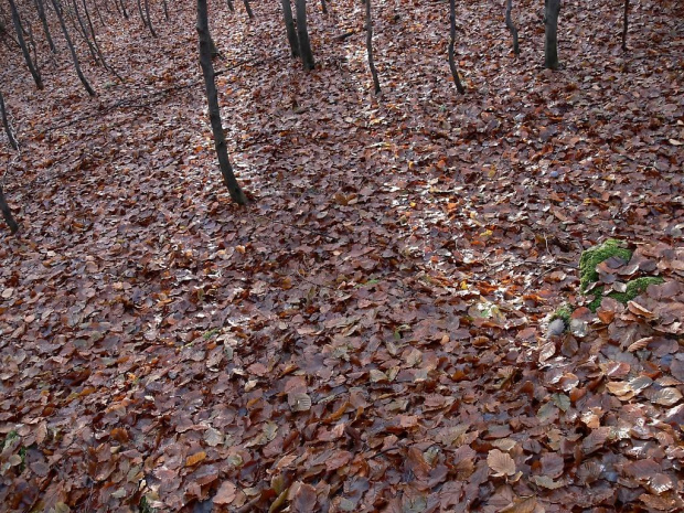 Rezerwat Ruskie Góry - Jura.