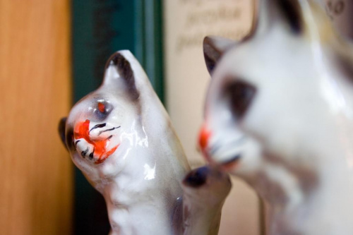 porcelanowe kotki na półce z książkami