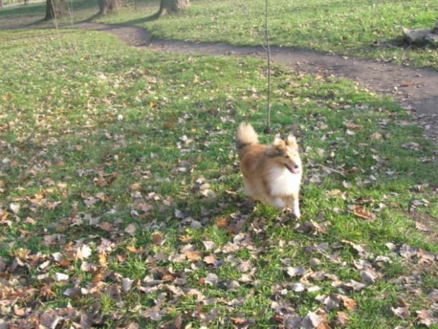 Sheltie - spotkanko jesienne nad dolinką służewiecką