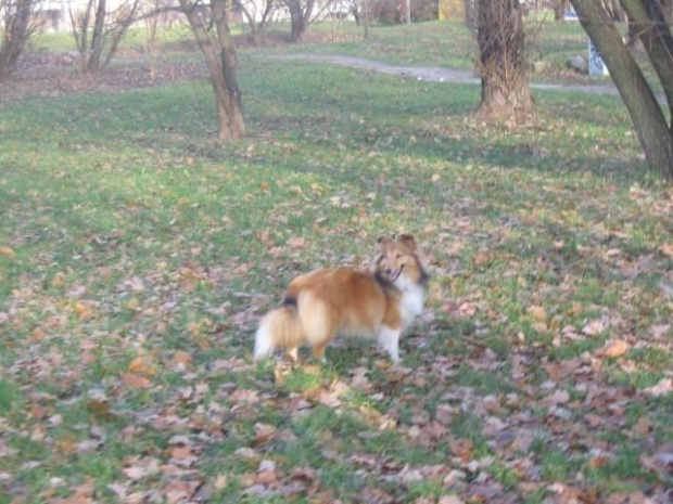 Sheltie - spotkanko jesienne nad dolinką służewiecką