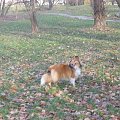 Sheltie - spotkanko jesienne nad dolinką służewiecką