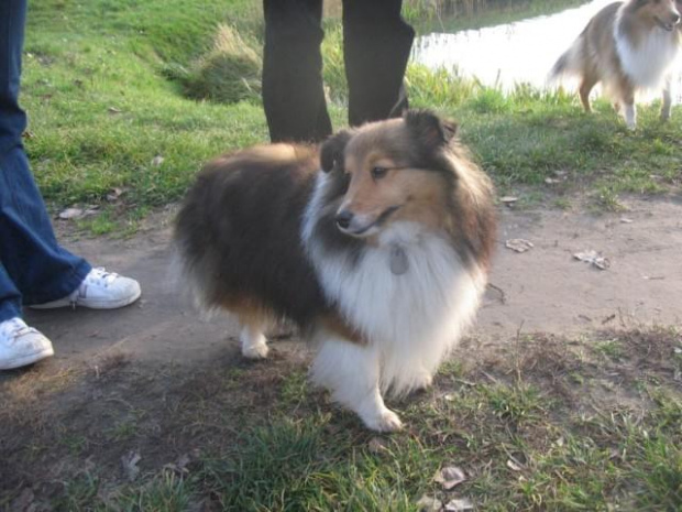 Sheltie - spotkanko jesienne nad dolinką służewiecką