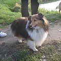 Sheltie - spotkanko jesienne nad dolinką służewiecką